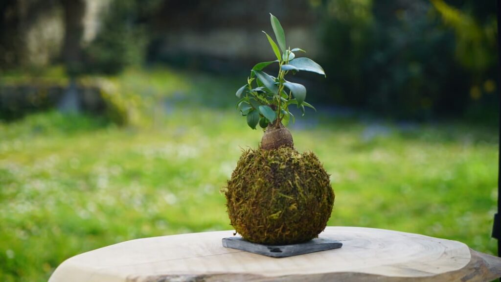 Atelier Art Floral Kokedama